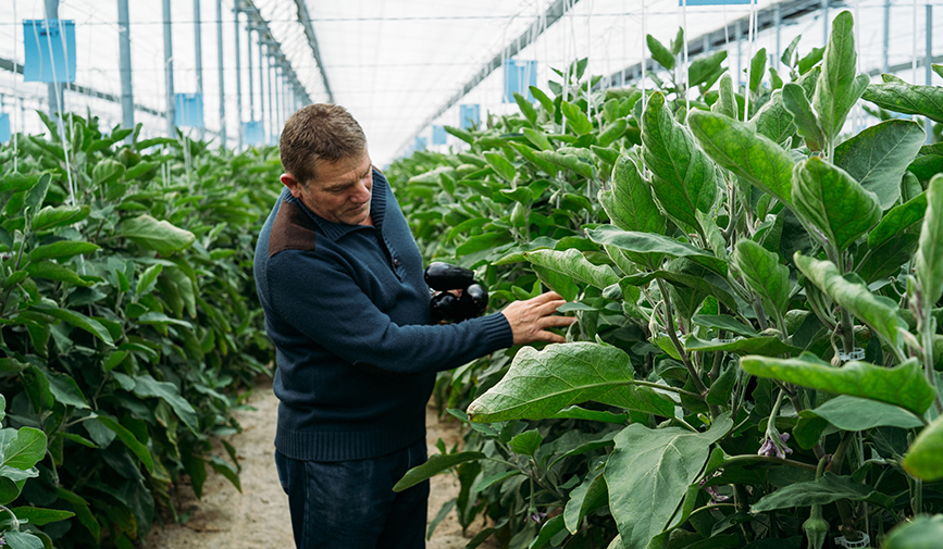 greenhouse